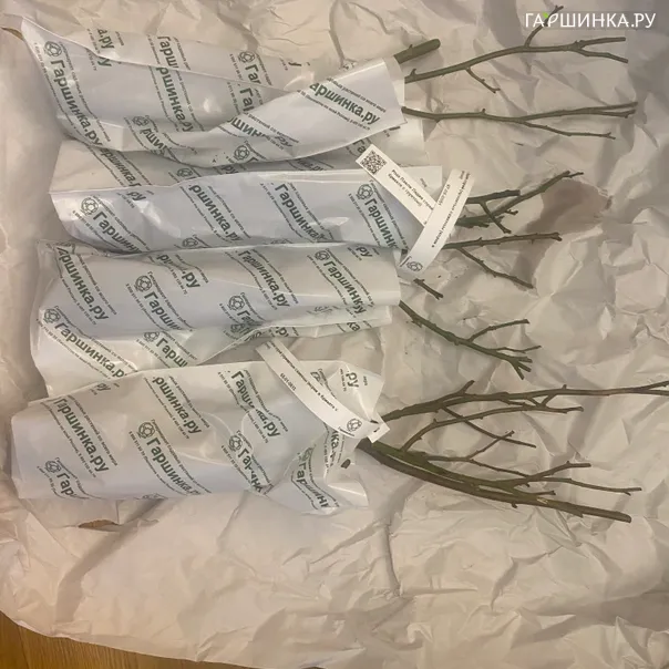 превью изображения отзыва