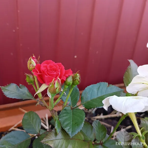 превью изображения отзыва