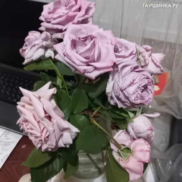 превью изображения отзыва