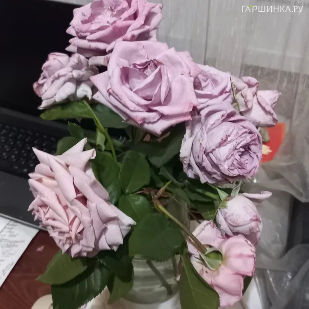 превью изображения отзыва