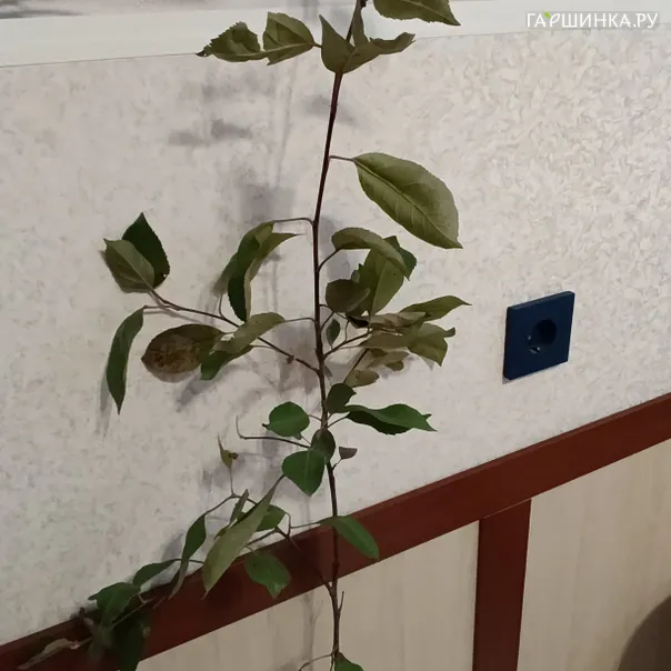 превью изображения отзыва