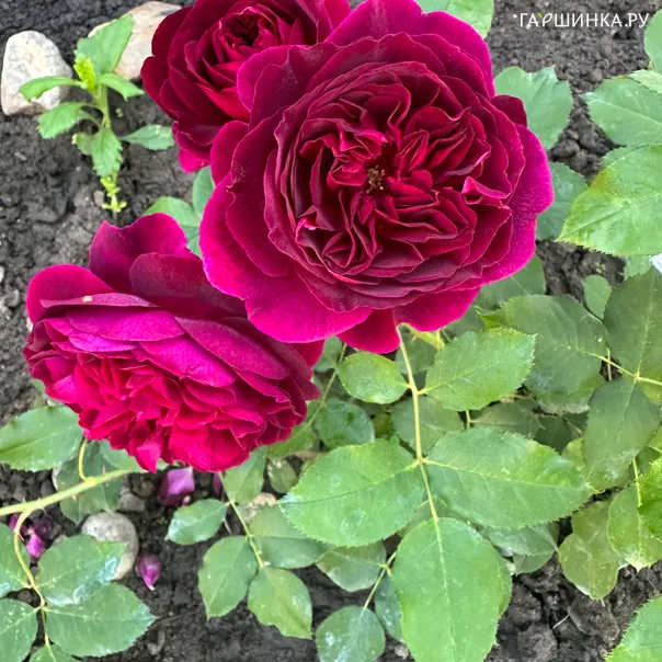 превью изображения отзыва
