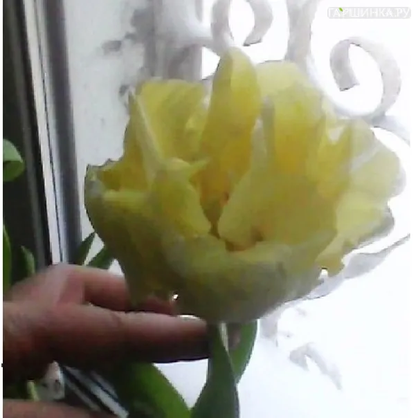 превью изображения отзыва