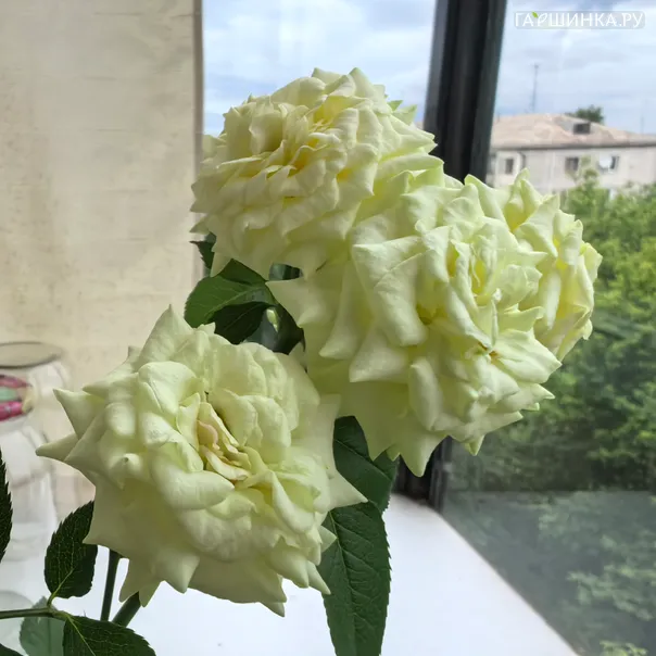 превью изображения отзыва