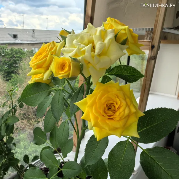 превью изображения отзыва