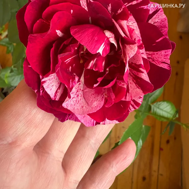 превью изображения отзыва