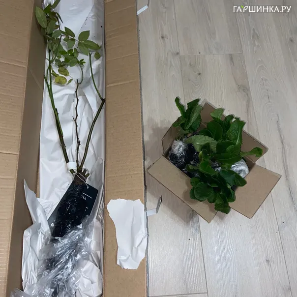 превью изображения отзыва