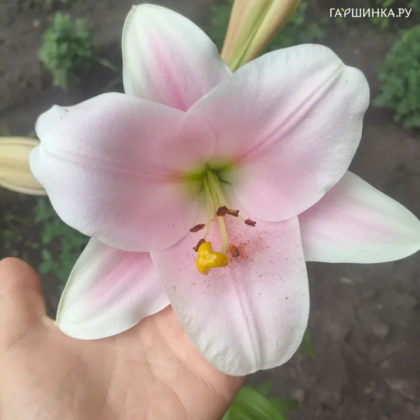 превью изображения отзыва
