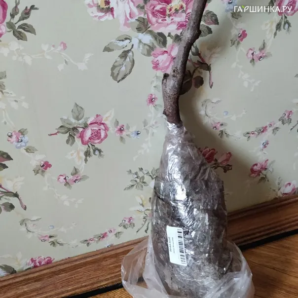 превью изображения отзыва