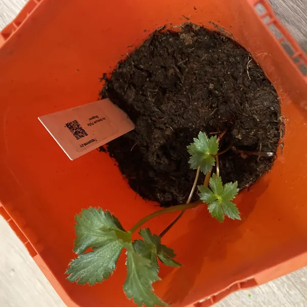 превью изображения отзыва