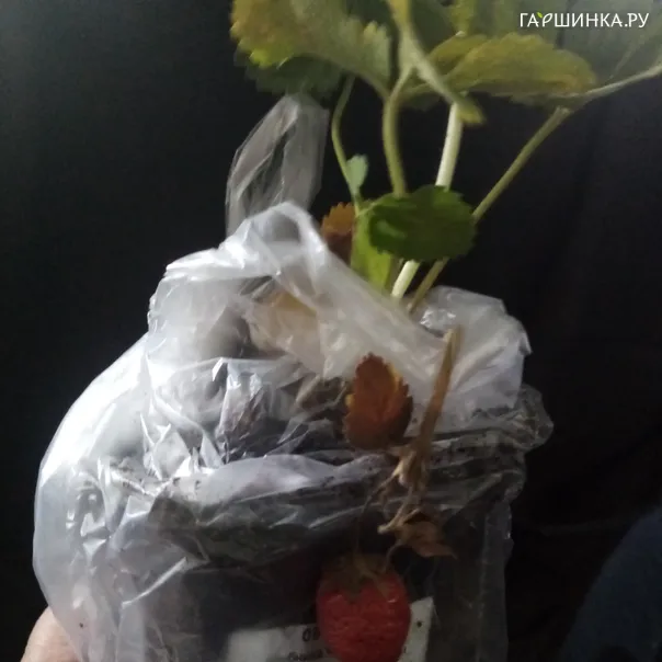 превью изображения отзыва