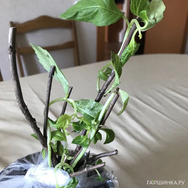 превью изображения отзыва