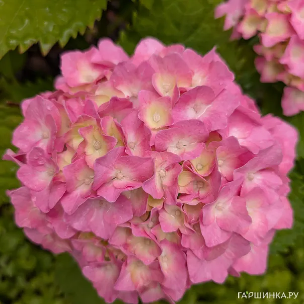 превью изображения отзыва