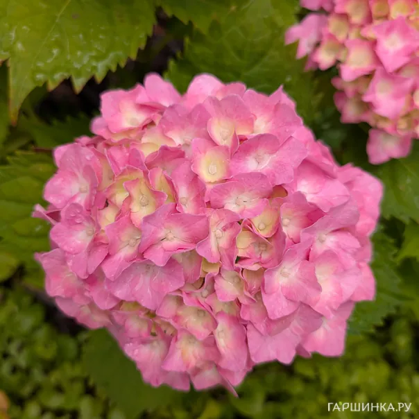 превью изображения отзыва