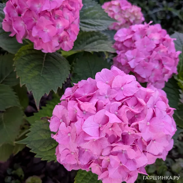 превью изображения отзыва