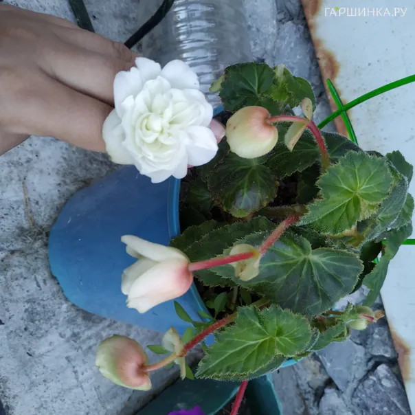 превью изображения отзыва