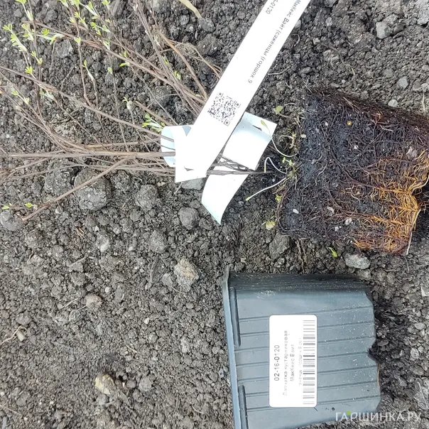 превью изображения отзыва