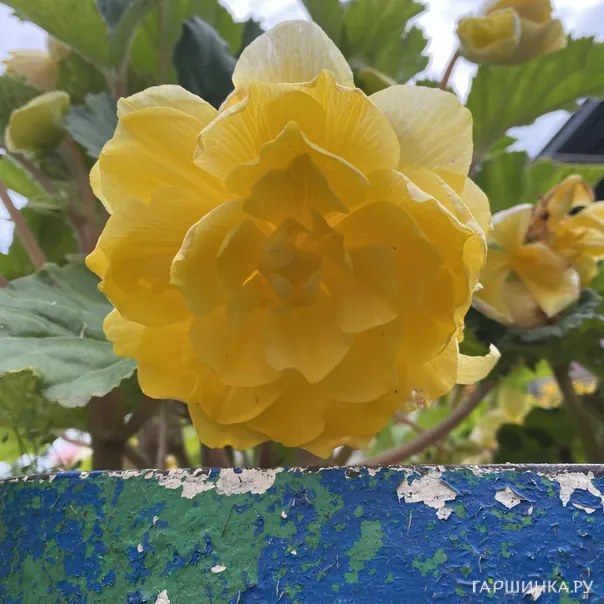 превью изображения отзыва