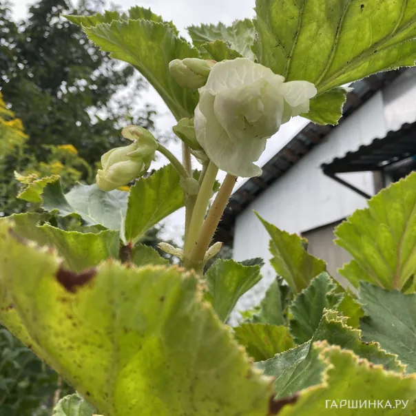 превью изображения отзыва