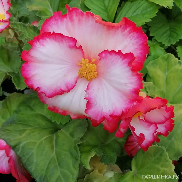 превью изображения отзыва