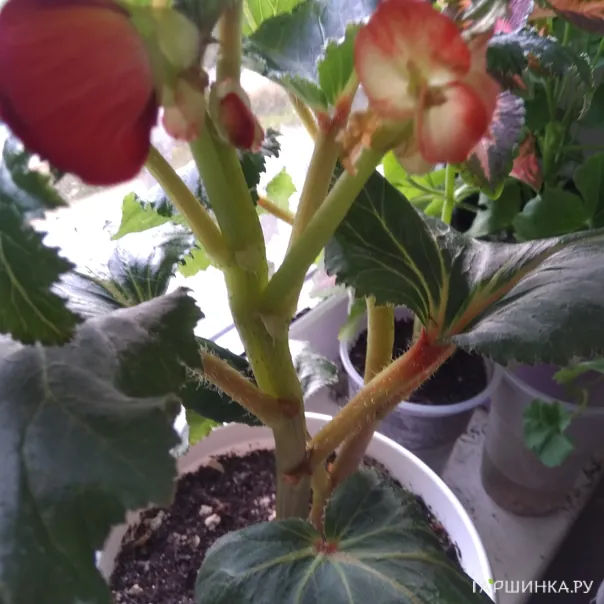 превью изображения отзыва