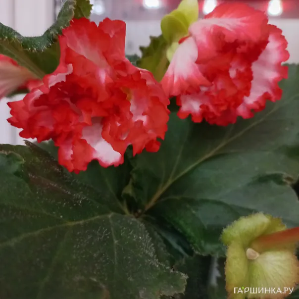 превью изображения отзыва