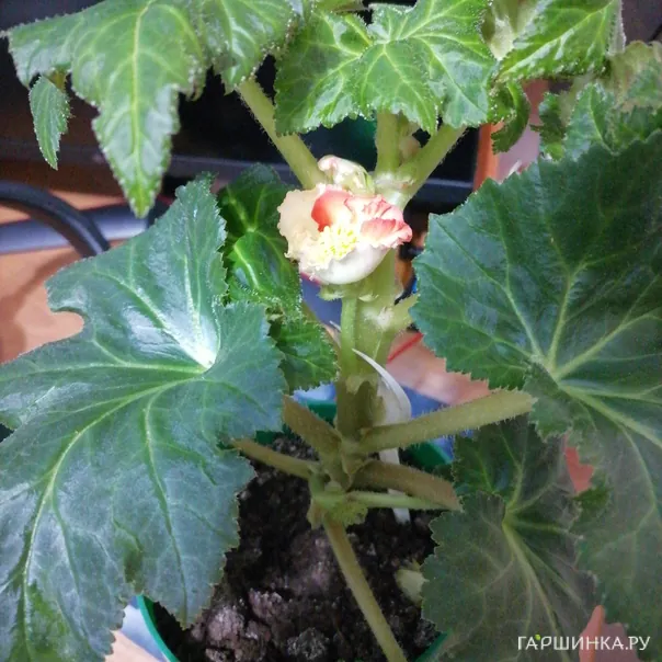 превью изображения отзыва