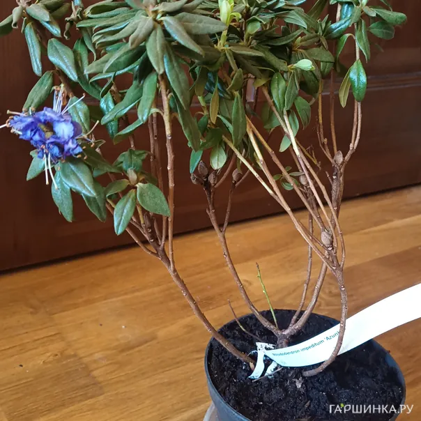 превью изображения отзыва