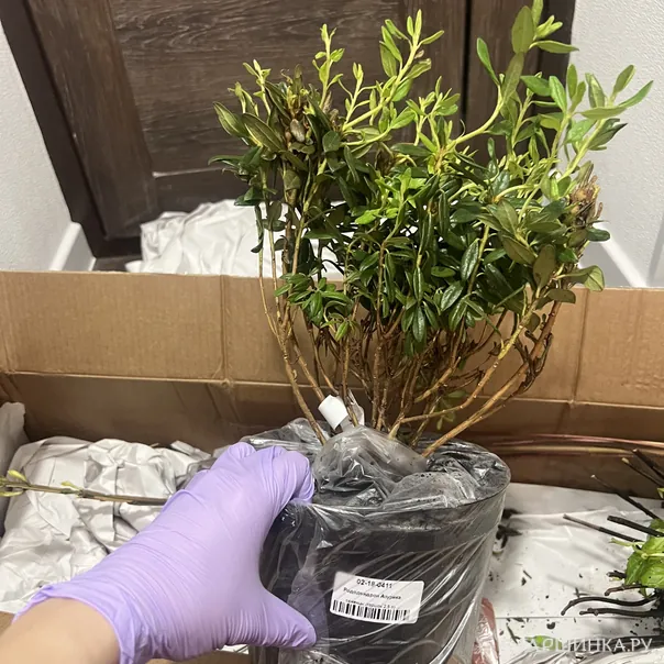 превью изображения отзыва