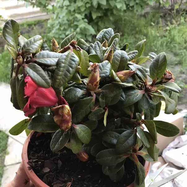 превью изображения отзыва