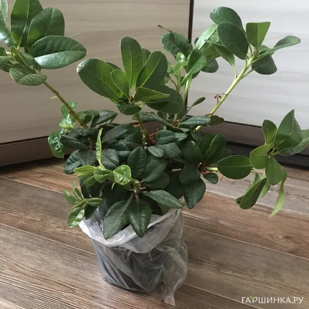 превью изображения отзыва