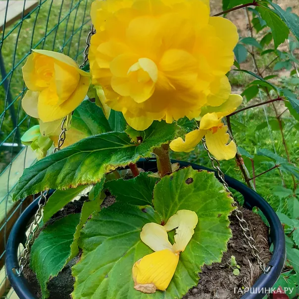 превью изображения отзыва