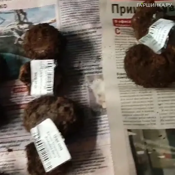 превью изображения отзыва