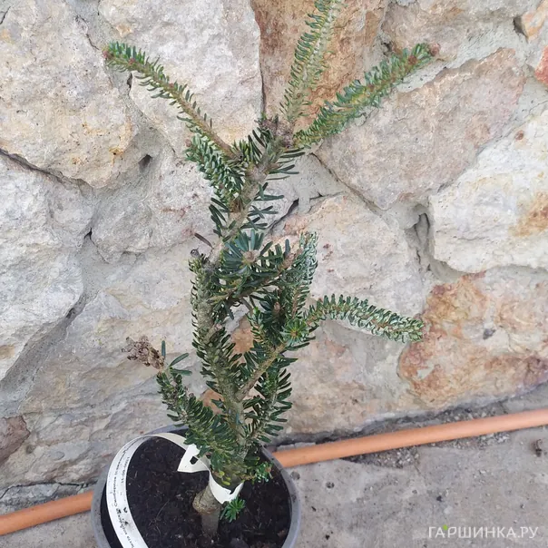 превью изображения отзыва