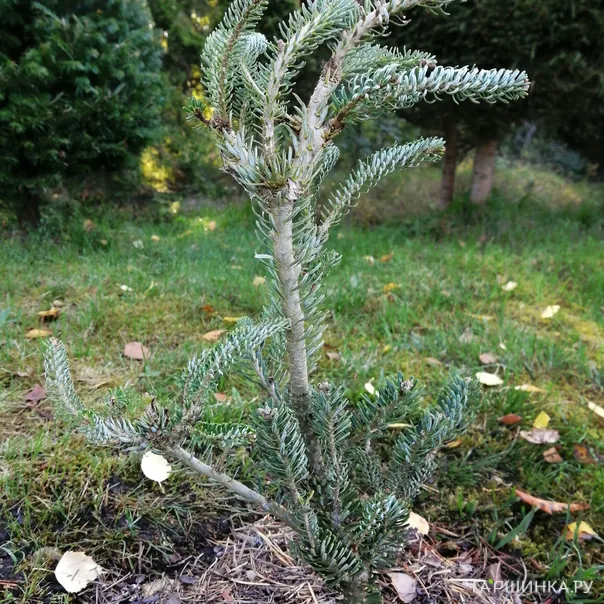 превью изображения отзыва