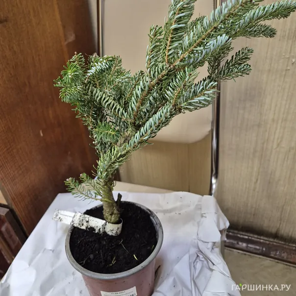 превью изображения отзыва