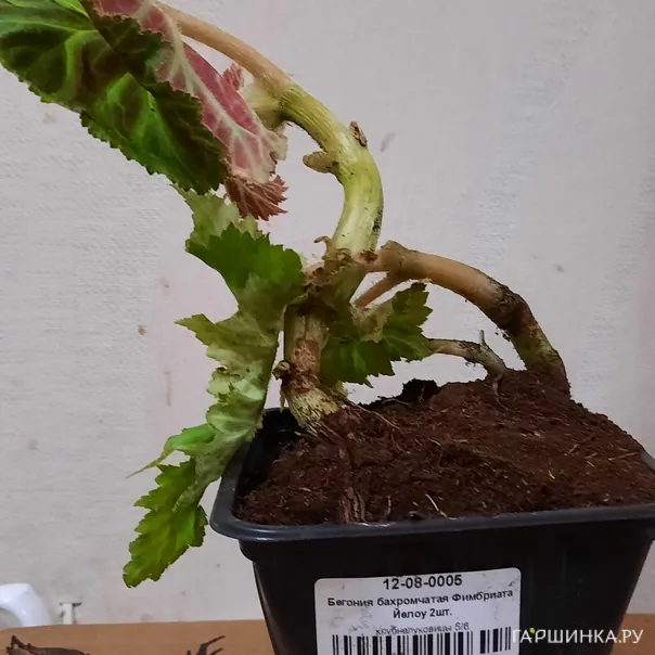 превью изображения отзыва