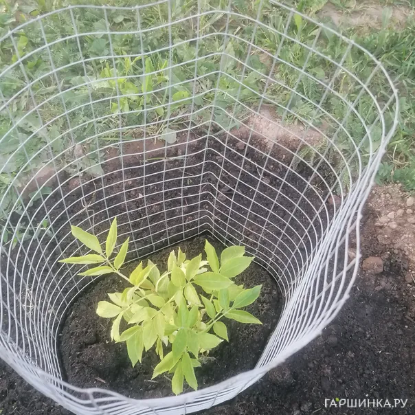 превью изображения отзыва