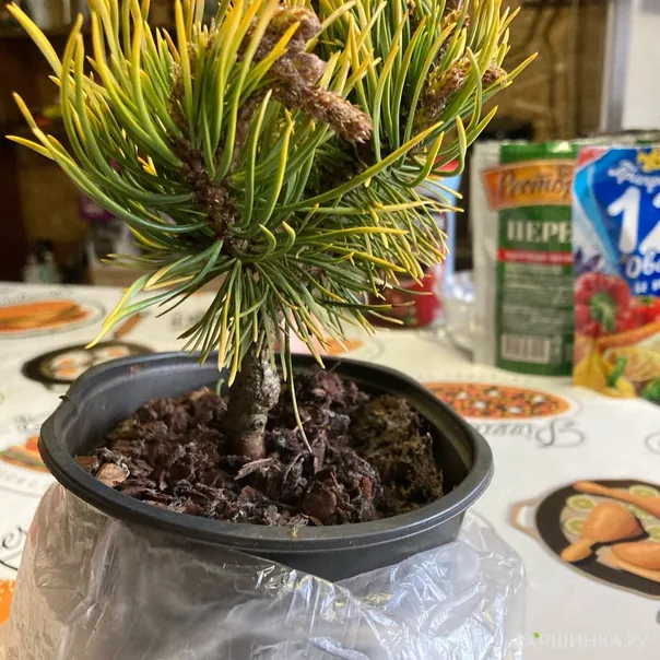 превью изображения отзыва