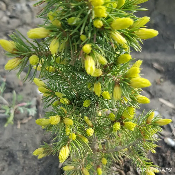 превью изображения отзыва