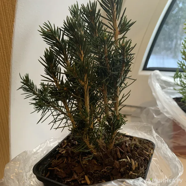 превью изображения отзыва