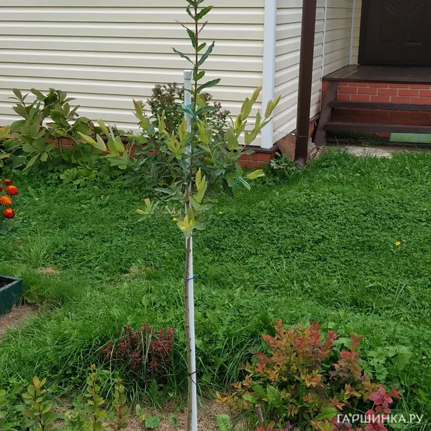 превью изображения отзыва