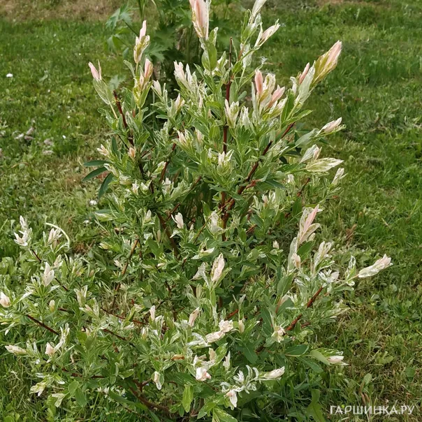 превью изображения отзыва