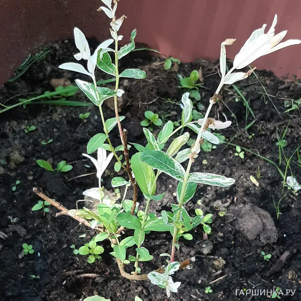 превью изображения отзыва