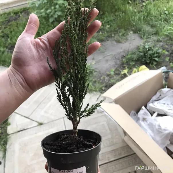 превью изображения отзыва