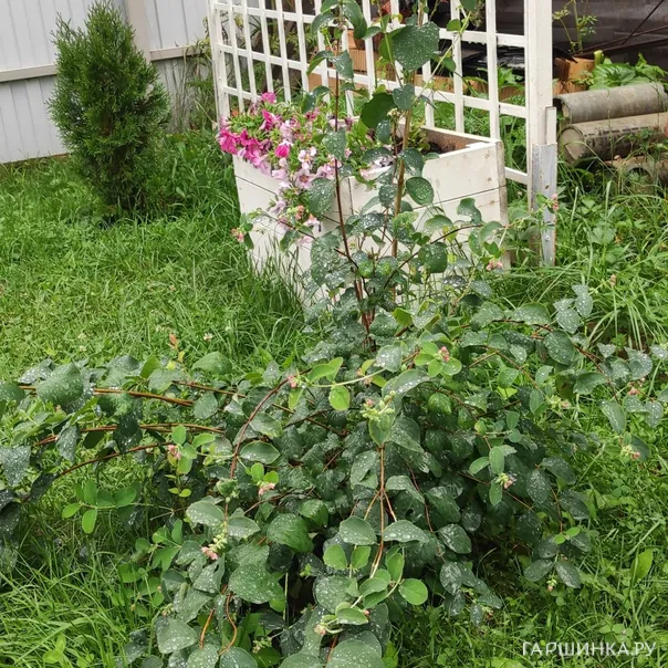 превью изображения отзыва