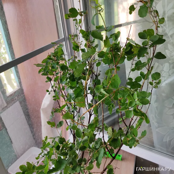 превью изображения отзыва