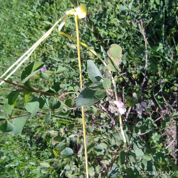 превью изображения отзыва