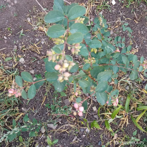 превью изображения отзыва