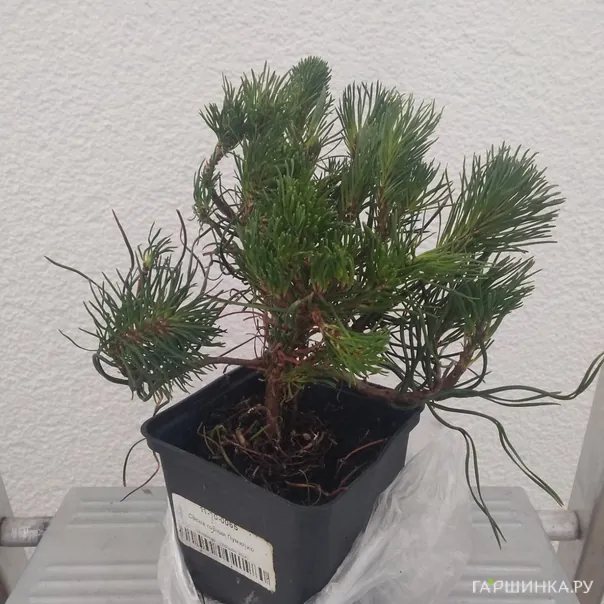 превью изображения отзыва